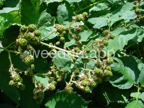 blackberry, Himalaya